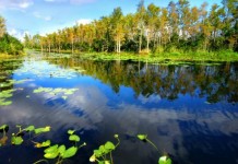 Cientistas promovem simpósio para debater o futuro da Amazônia