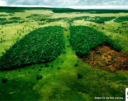 Meio ambiente golpeado