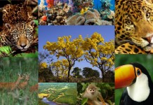 Perda de biodiversidade ameaça bem-estar das gerações atuais e futuras