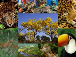 Perda de biodiversidade ameaça bem-estar das gerações atuais e futuras