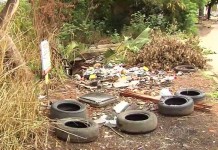 Justiça autoriza empresa a comercializar Aedes aegypti modificado