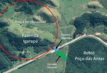 CONEXÃO FLORESTAL NA BR-101PARA O MICO-LEÃO-DOURADO