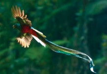 Uma em cada 8 espécies de aves está ameaçada de extinção