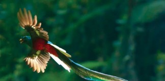 Uma em cada 8 espécies de aves está ameaçada de extinção