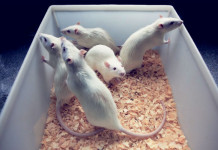 Nova estratégia para vacina contra o câncer é testada com sucesso