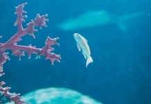 acidificação dos oceanos deve se intensificar nas próximas décadas