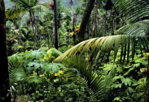 Brasil tem a maior biodiversidade de árvores do mundo