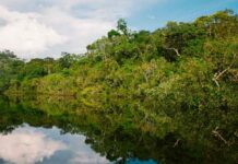 É alto o risco de surgir uma pandemia a partir da Amazônia, avalia cientista
