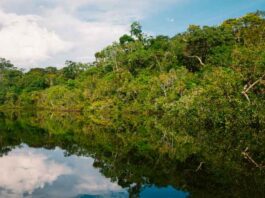É alto o risco de surgir uma pandemia a partir da Amazônia, avalia cientista