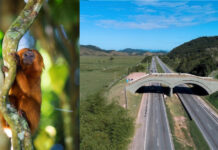 Um viaduto para os micos-leões dourados