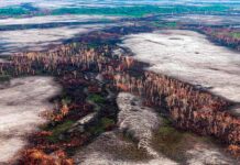 Política ambiental do governo prejudica o Brasil, avaliam senadores