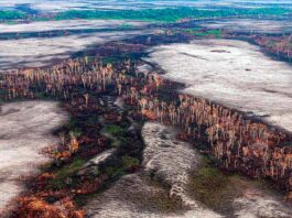 Política ambiental do governo prejudica o Brasil, avaliam senadores