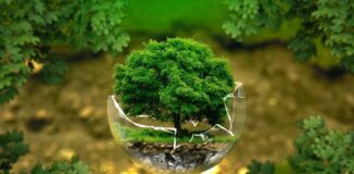 A humanidade e as florestas