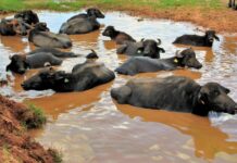 Promotoria de Justiça instaura inquérito civil para apurar maus-tratos a búfalas em Brotas