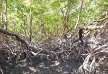 Manguezais: o que são e por que é importante conservá-los