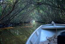 Magalhães Corrêa e os manguezais da baía de Guanabara mangue-apa-copiar