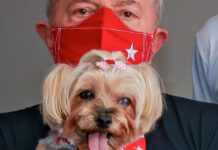 Governo Lula terá órgão de defesa dos Direitos dos Animais direitos dos animais