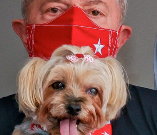 Governo Lula terá órgão de defesa dos Direitos dos Animais direitos dos animais