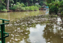 Mortandade de peixes tanto em lagoa quanto na Baía