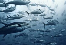 Como os oceanos podem ser recuperados após todo o estrago causado pela ação humana 997970b0-31d2-11ee-9be8-bdb4cc08ba55v