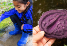 Ferramenta natural, feita de repolho, ajuda a identificar água contaminada Dispositivo-feito-com-repolho-indica-na-hora-se-a-água-está-contaminada-1