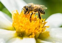 A tecnologia que agricultores estão usando para tentar salvar as abelhas e098f5b0-5bd0-11ee-815b-13915c29420e