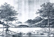 Os manguezais no Brasil pelo olhar de franceses ed4f7bed-image