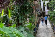 Os ‘corredores verdes’ de Medellín para combater calor extremo f8cf2430-5bbf-11ee-b8af-8301cdef476d