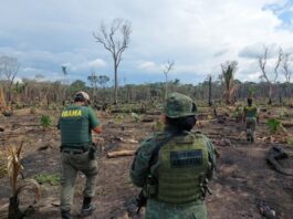 Ibama embarga 462 hectares e aplica R$ 1,3 milhão em multas Ibama-embarga-multa.jpeg