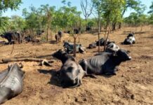Búfalas vítimas de maus-tratos são retiradas de fazenda em Brota bufalas-de-brotas-foto1-divulgacao-policia-ambiental-brotas