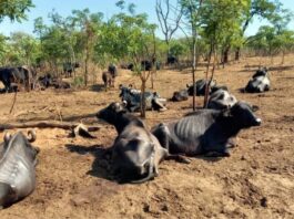 Búfalas vítimas de maus-tratos são retiradas de fazenda em Brota bufalas-de-brotas-foto1-divulgacao-policia-ambiental-brotas