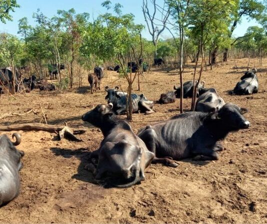 Búfalas vítimas de maus-tratos são retiradas de fazenda em Brota bufalas-de-brotas-foto1-divulgacao-policia-ambiental-brotas