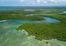 Pesquisa aponta que 82% das espécies de árvores da Mata Atlântica estão ameaçadas de extinção