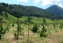 Nova metodologia projeta crescimento de árvores nativas, elevando rentabilidade de restauração florestal