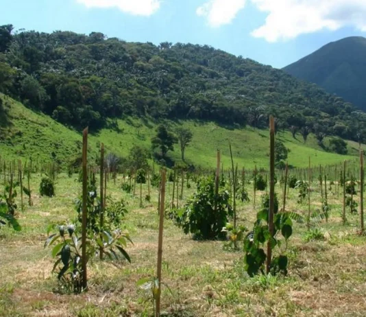 Nova metodologia projeta crescimento de árvores nativas, elevando rentabilidade de restauração florestal