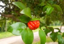 Melhores árvores frutíferas para plantar na calçada