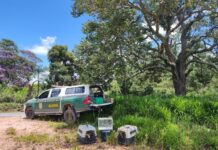 Animais silvestres são soltos na natureza pelo Ibama