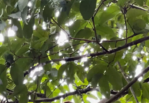 Ameaçado de extinção, macaco Bugio-Ruivo é visto em Magé