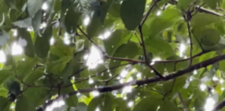 Ameaçado de extinção, macaco Bugio-Ruivo é visto em Magé