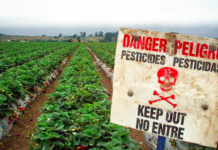 Ibama mostra que 6 dos 10 agrotóxicos mais vendidos no Brasil em 2022 causam câncer e outras doenças graves