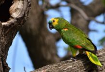 Pássaros domésticos: O que você precisa saber antes de ter um papagaio
