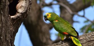 Pássaros domésticos: O que você precisa saber antes de ter um papagaio