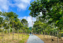 Mais 10,9% de área verde da cidade são declarados de utilidade pública e 26% do território passarão a ser de preservação ambiental