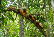 ONG vai reflorestar área que conecta habitats do mico-leão-dourado, no interior do RJ