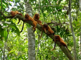 ONG vai reflorestar área que conecta habitats do mico-leão-dourado, no interior do RJ