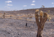 Ação humana transformou 89% da Caatinga