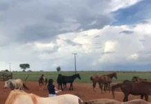 Conheça os Protocolos desenvolvidos para a avaliação de bem-estar de equinos e muares