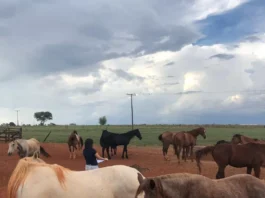 Conheça os Protocolos desenvolvidos para a avaliação de bem-estar de equinos e muares