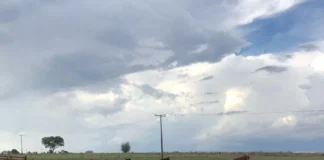 Conheça os Protocolos desenvolvidos para a avaliação de bem-estar de equinos e muares