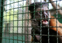 Animais silvestres e a “febre do ouro” nas redes sociais